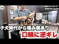 【初来店】ペットショップの店員からこの子でいいんですか？と言われてお迎えたが、、、