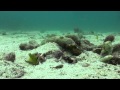The Odd Couple: Goby Fish & Pistol Shrimp (HD)