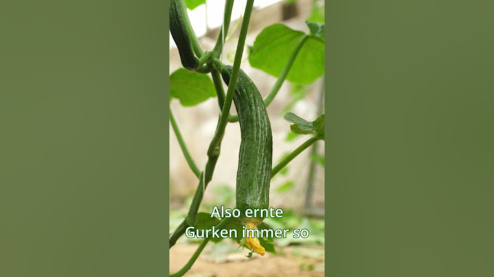 Mit einem einfach Tipp mehr Gurken ernten - Gartentipps #gurken #gartentipps #garten