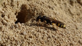 Field Digger Wasp Digging Her Burrow