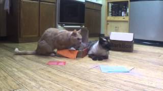 Meowbox and Barkbox December 2014