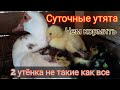 Чем кормить Утят.  2 необычных Утенка / Индоутка