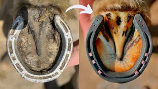 HOOF RESTORATION SATISFYING EDITION!