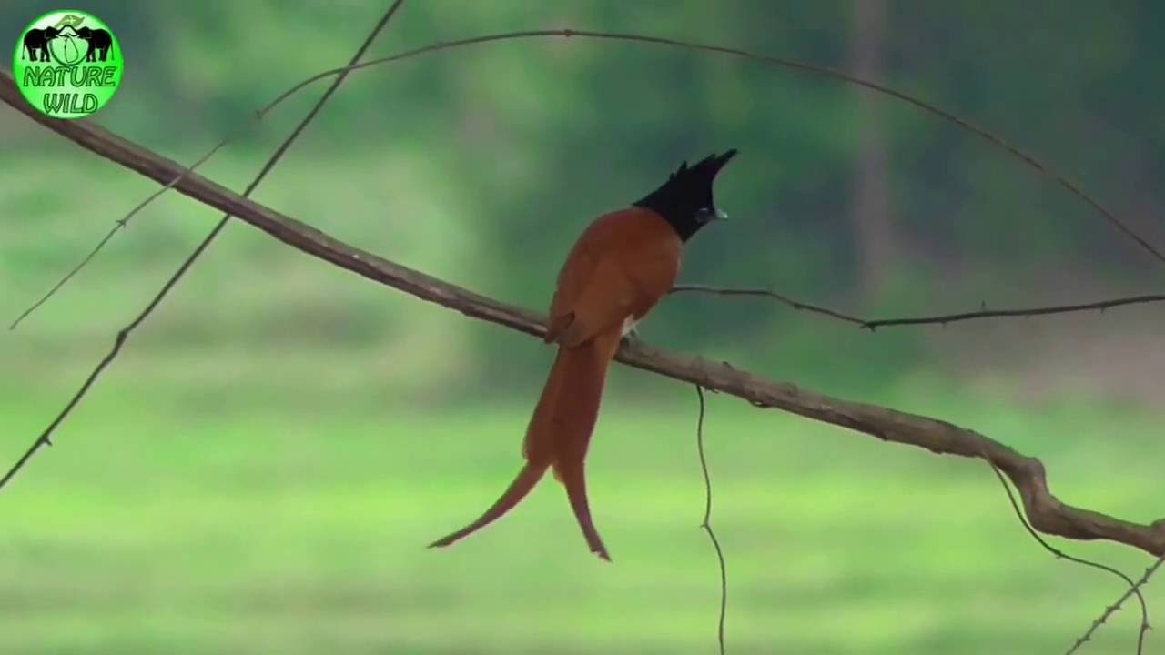 asian paradise flycatcher female male birds 