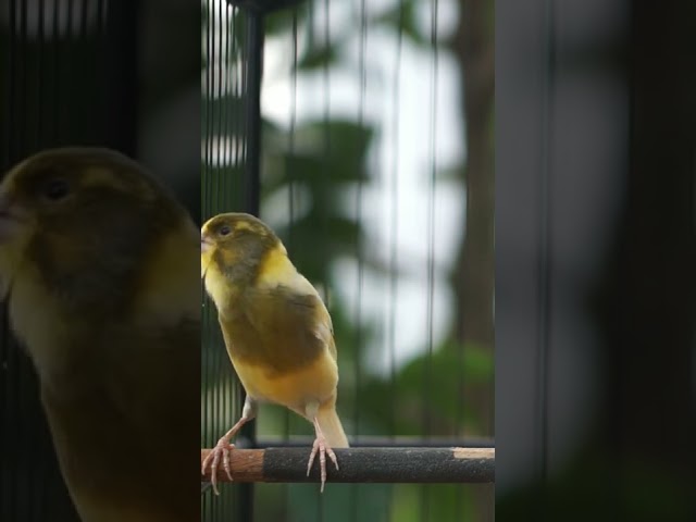 canary singing trining!! class=
