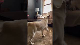 There She Goes