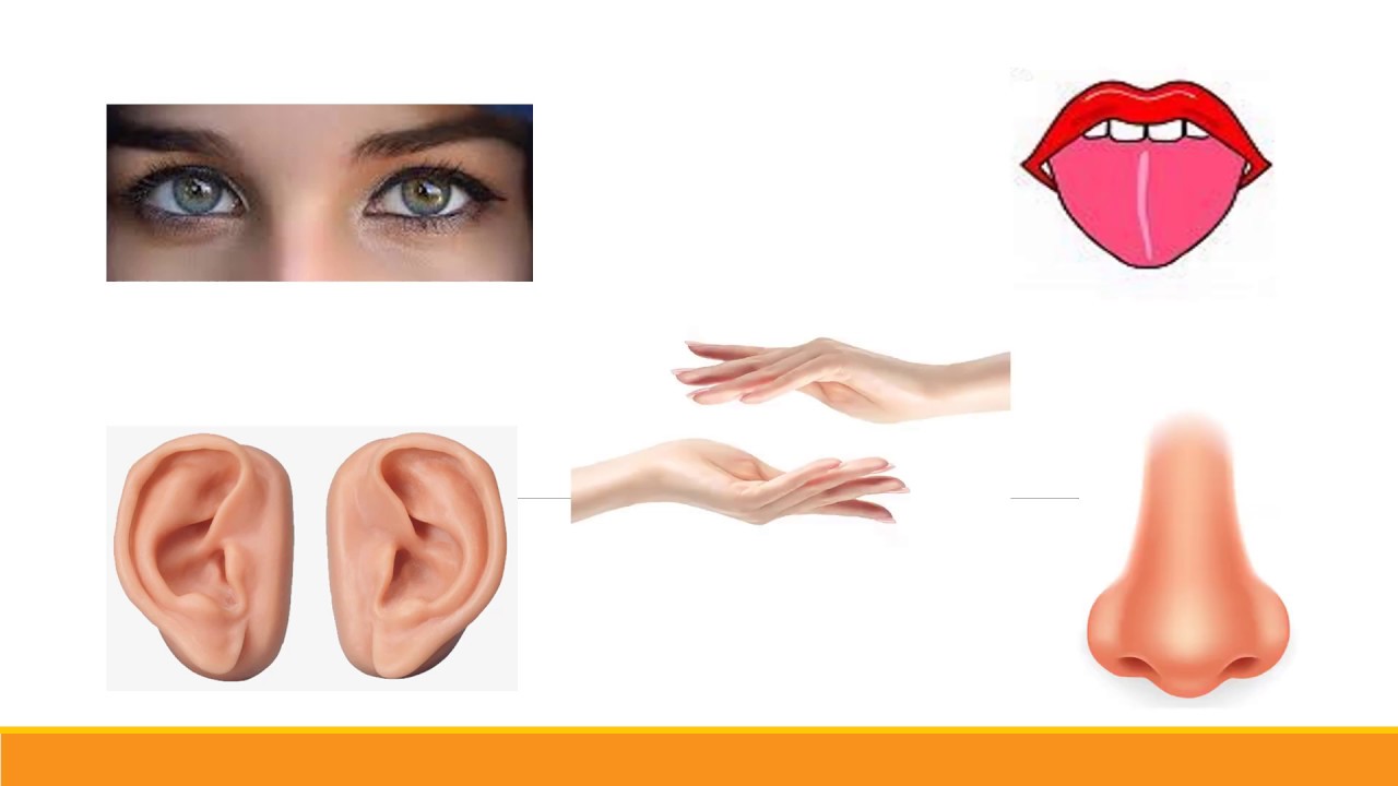 THE SENSES - ADJECTIVES - THIRD GRADE - YouTube