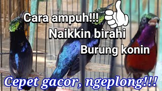 How to boost the libido of a Konin bird