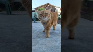 Kucing Lucu! Millo Si Oyen