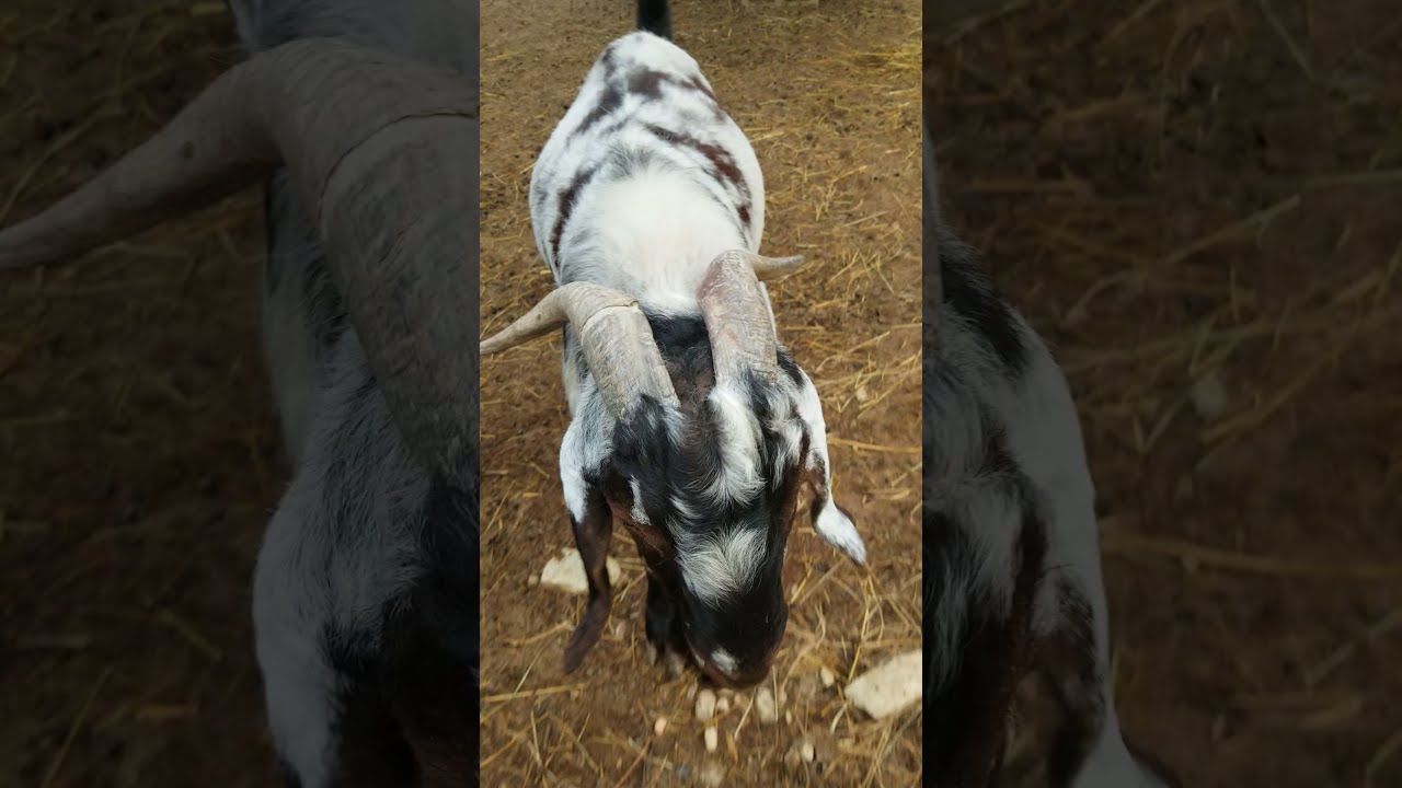 Watch our 300lb Boer Billy stalk me for love.