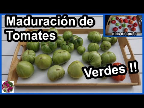 Video: ¿Mis tomates se pondrán rojos?