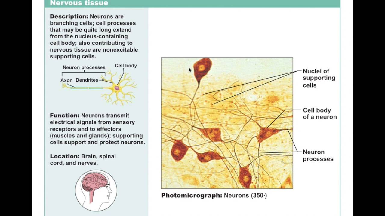 Chapter 4.5 Nervous Tissue BIO201 - YouTube