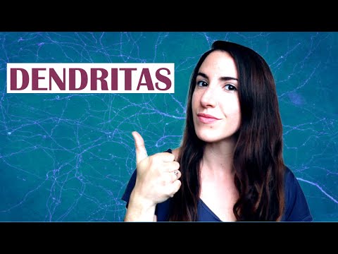 Dendrita - El diccionario del cerebro