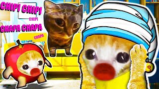 Banana Cat have new Pet the Chipi Chipi Chapa Chapa Cat dance | Happy Cat Funny 79