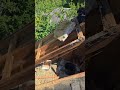 roof repair and chimney reflashing going bad