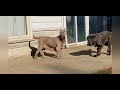 il Drago Neapolitan Mastiffs の動画、YouTube動画。
