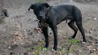 Thompsons Kennel American Pitbull Terriers Vs Bull Rant