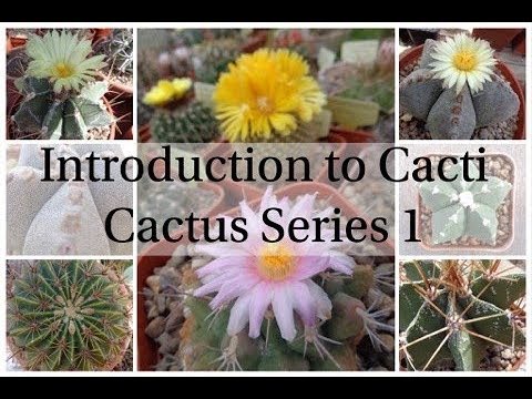 Introduction to Cacti (Cactus Series 1)