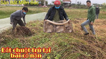 Bắt chuột đồng trú tại bãi cỏ năn lâu năm _ Catching mice in the perennial grass