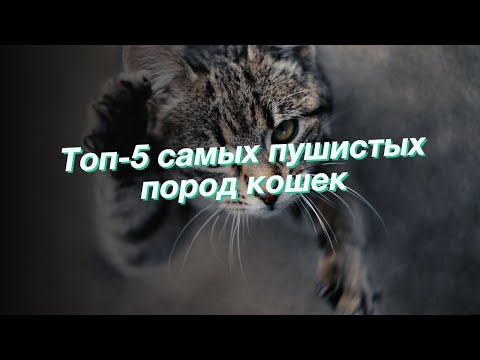 Топ-5 самых пушистых пород кошек