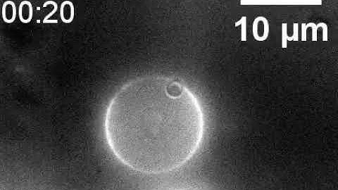 S7: Janus particle in vesicle
