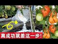 你距離種菜豐收就差這一步! 99%的人不知道 Key step to make your vegetables more healthy