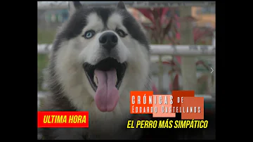 ¿Cuál es el perro más simpático?