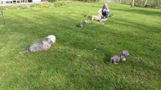 Dandie Dinmont Terrier puppies