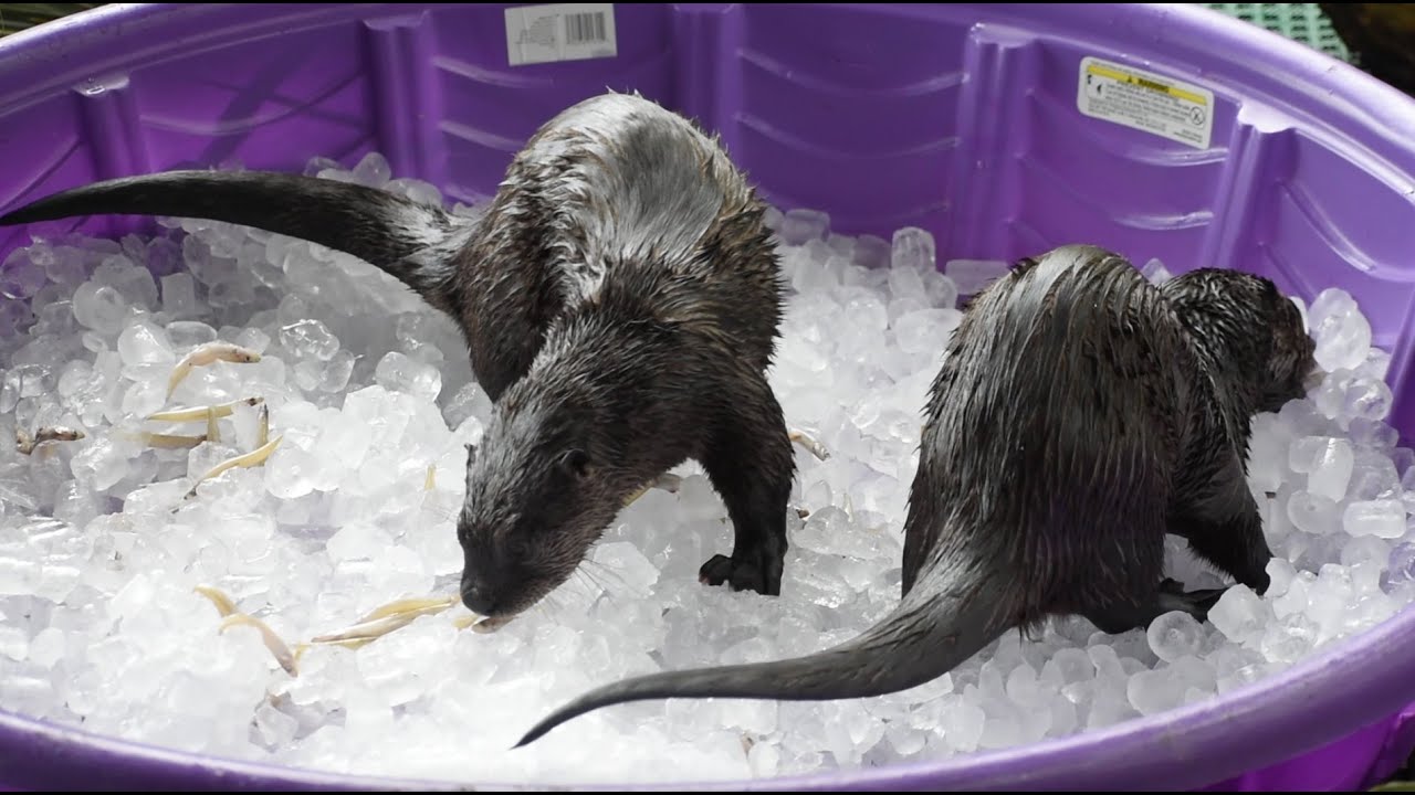 Orphaned Otters Cool Off with a Special Treat YouTube