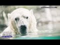 What Can We Do To Help Protect Polar Bears? | Nightly News: Kids Edition