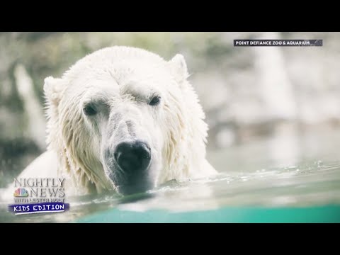 What Can We Do To Help Protect Polar Bears? - Nightly News: Kids Edition.