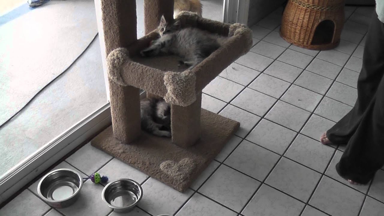 Maine Coon cattery 02 YouTube