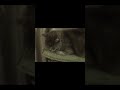 Lost Cat Lost Cat