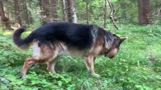видео: Утренняя прогулка с собакой по лесу. #собака #лес #кедр  картинка: Утренняя прогулка с собакой по лесу. #собака #лес #кедр