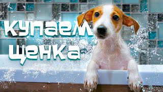 Первое купание щенка // Как он отреагировал? // Когда и как мыть щенка?