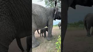 Livestream! Baby Elephant Phabeni Walks with the Whole Herd!
