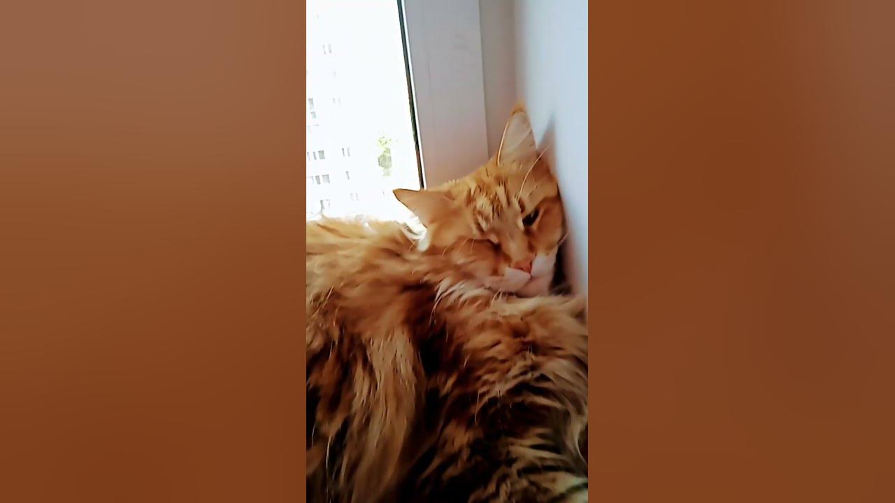 Котик лежит!!! - YouTube