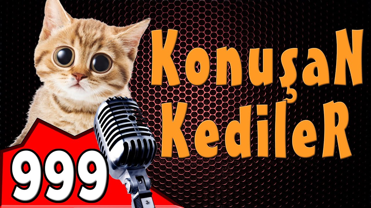 Komik Kedi Videolari Konusan Kediler 999 Youtube