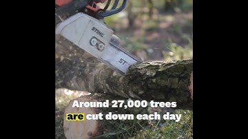 How Many Trees Cut Down Each Day #shorts