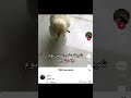 عنجد مش اصلي انا صاحبي شرا واحد من باب المدرسة الصوص ما ت في الطريق   
