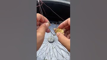 Lưới câu cá siêu dính câu nhiều cá cùng lúc dễ dàng 2025 #7 #shorts #fishing #fishingnets