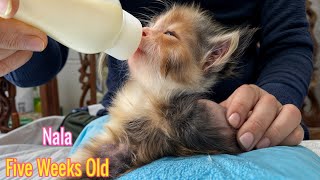 FUNNIEST Pet Bloopers. The Orphaned Kitten Is Growing Up Eating A Lot Of Baby Food by Pets MaxLy 2,356 views 3 weeks ago 6 minutes, 29 seconds