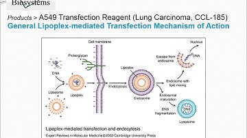 A549 Transfection Reagent