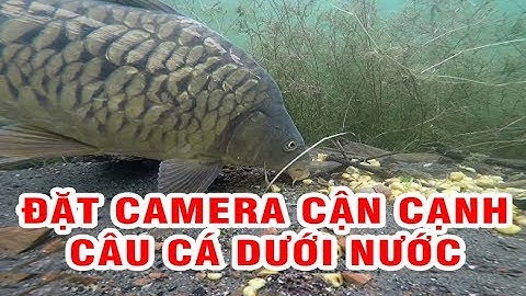 Đặt camera cận cạnh câu cá chép dưới nước | Góc sẻ chia