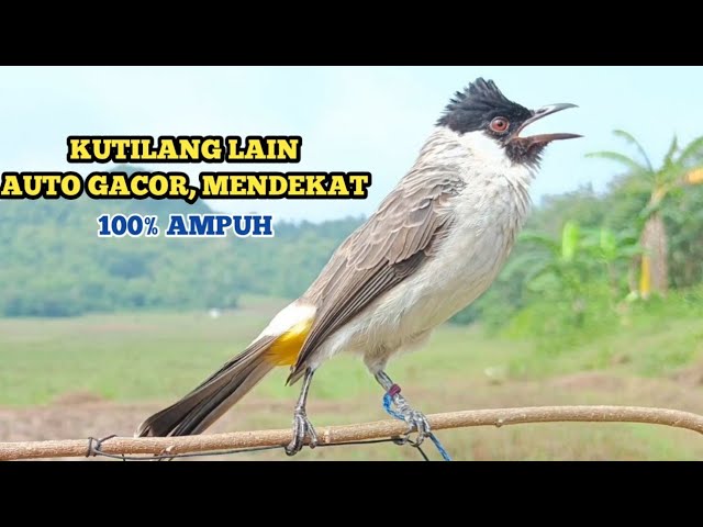 Suara Burung Kutilang Gacor Asli 100% Ampuh Untuk Memanggil Burung Kutilang Liar Auto Mendekat class=