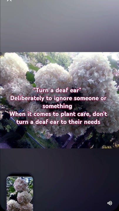 Idiom turn A Deaf Ear YouTube idiom-turn-a-deaf-ear-youtube