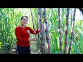 Sugarcane At Farm Cooking Fish Stew Recipe - Cooking With Sros