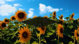 Walking Out of Darkness Book Preview