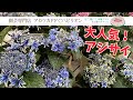 激レア品種も紹介!アジサイ売り場【園芸専門店アカツカFFCパビリオン】