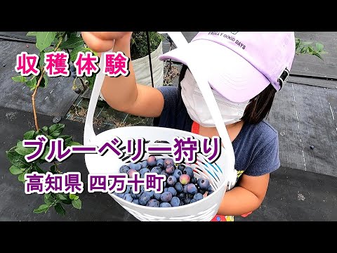 サンビレッジ四万十のブルーベリー園の紹介動画サムネイル